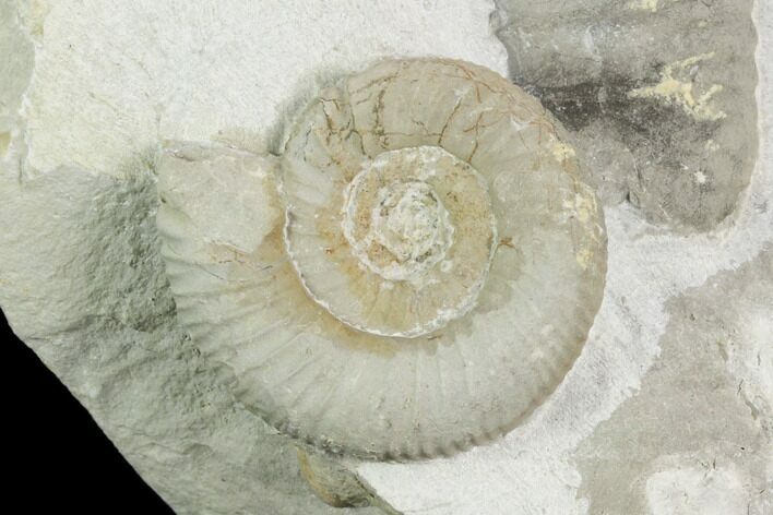Ammonite (Ataxioceras) Fossil in Rock - Drügendorf, Germany #125852